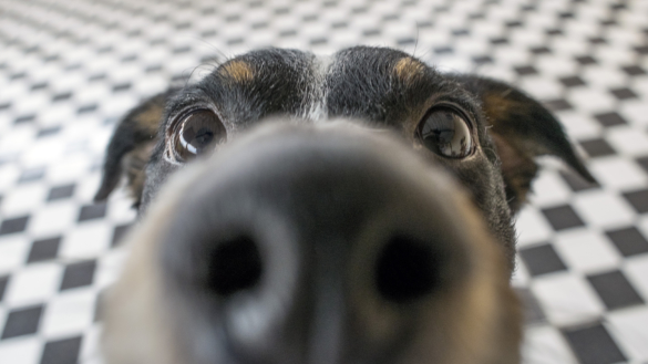 Noskvalster (Pneumonyssoides caninum) – orsak, symtom och behandling